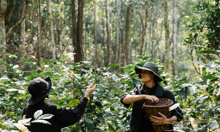 Coffee Planation - Family Offering Trip