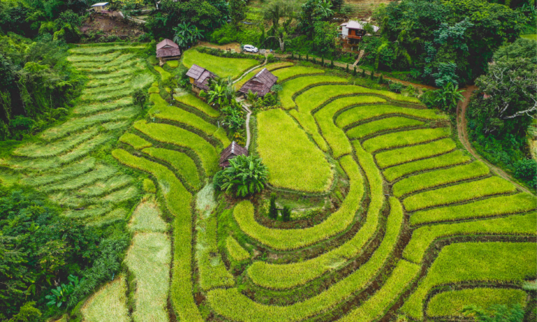rice terrace - Family Offering Trip